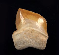 Squalicorax bassanii