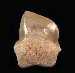 Squalicorax bassanii