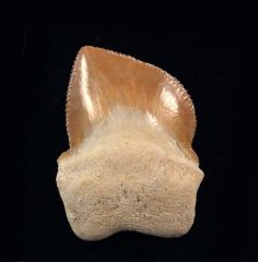 Squalicorax bassanii