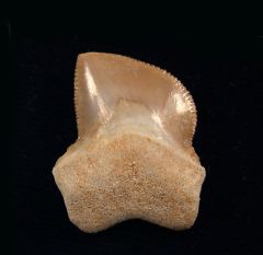 Squalicorax bassanii