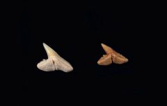 Physogaleus secundus