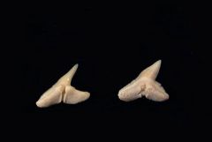 Physogaleus secundus