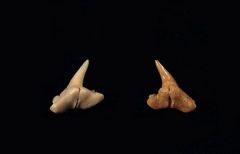 Physogaleus secundus