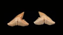 Physogaleus secundus
