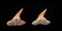 Physogaleus secundus