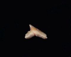 Galeorhinus gomphorhiza