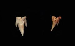 Stenoscyllium priemi