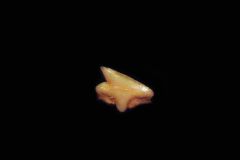 Squalus crenatidens