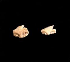 Squalus crenatidens