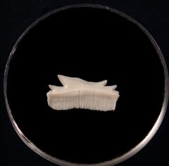 Bramble shark tooth | Buried Treasure Fossils