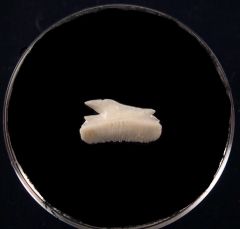 Modern Bramble tooth for sale | Buried Treasure Fossils