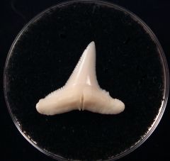 Modern Blacktip shark tooth | Buried Treasure Fossils