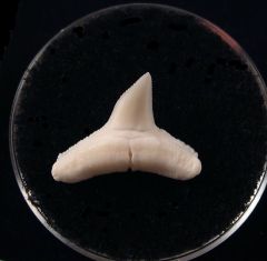Modern Carcharhinus shark tooth | Buried Treasure Fossils