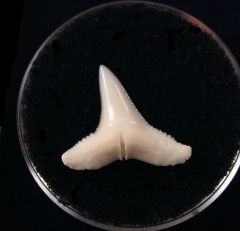 Modern Carcharhinus shark tooth | Buried Treasure Fossils