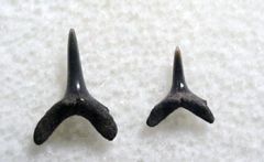 Anomotodon novus