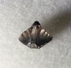 Ginglymostoma sp.