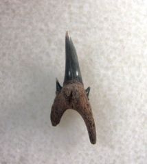 Odontaspis winkleri