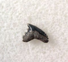 Pachygaleus lefevrei