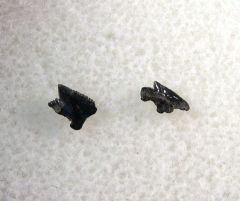 Megasqualus orpiensis