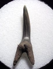 Striatolamia macrota