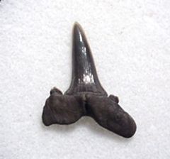Striatolamia macrota
