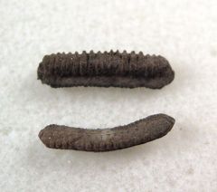 Myliobatis latidens