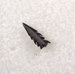 Myliobatis latidens