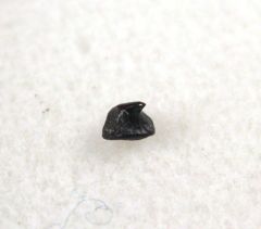 Myliobatis latidens