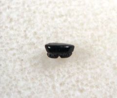 Hypolophodon sylvestris - Ray