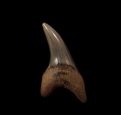 Rare Calvert Cliffs Parotodus benedeni for sale | Buried Treasure Fossils