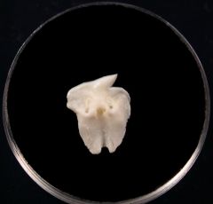 Greenland Sleeper shark tooth | Buried Treasure Fossils