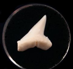 Top Quality Great Hammerhead tooth for sale | Buried Treasure Fossils