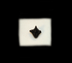 Iscyrhiza mira