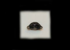 Ptychotrigon triangularis