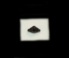 Ptychotrigon triangularis