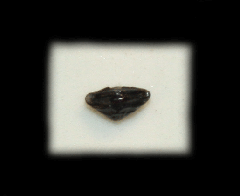Ptychotrigon triangularis