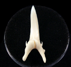 Modern Sand Tiger shark tooth for sale | Buried Treasure Fossils