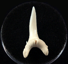 Modern Sand Tiger shark tooth for sale | Buried Treasure Fossils