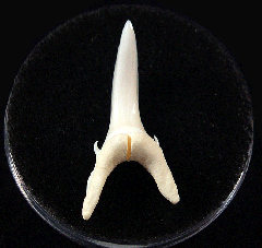 Modern Sand Tiger shark tooth for sale | Buried Treasure Fossils