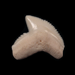 Galeocerdo cuvier tooth | Buried Treasure Fossils