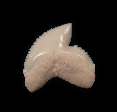 Galeocerdo cuvier tooth | Buried Treasure Fossils