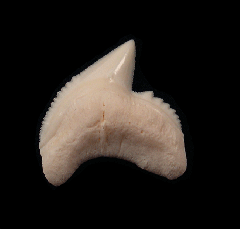 Galeocerdo cuvier tooth | Buried Treasure Fossils