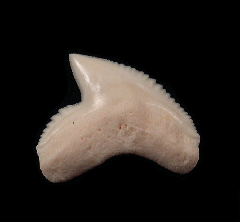 Galeocerdo cuvier tooth | Buried Treasure Fossils