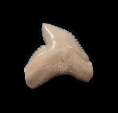 Modern Galeocerdo cuvier tooth for sale | Buried Treasure Fossils