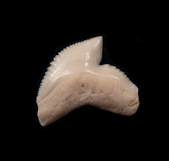 Extra large Modern Galeocerdo cuvier shark tooth for sale | Buried Treasure Fossils