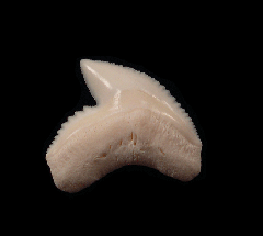 Big Top Quality Galeocerdo cuvier tooth for sale | Buried Treasure Fossils