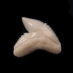 Galeocerdo cuvier tooth | Buried Treasure Fossils