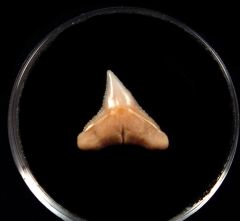 Baja Carcharhinus plumbeus tooth for sale | Buried Treasure Fossils