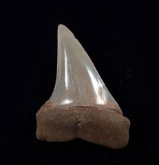 Carcharodon hastalis