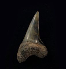 Carcharodon hastalis - Pathologic